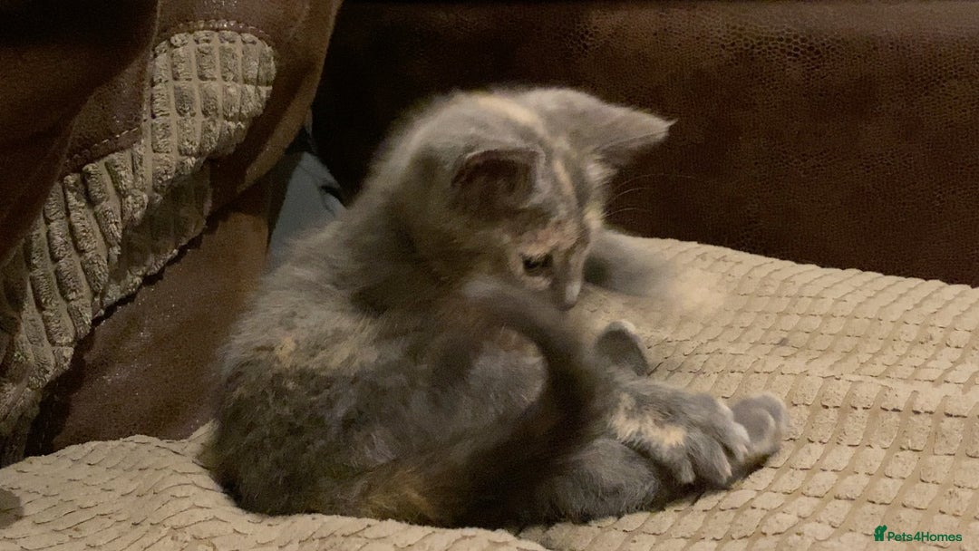 Mixed Breed cats for sale: Beautiful Layla needs a new family - Advert 25