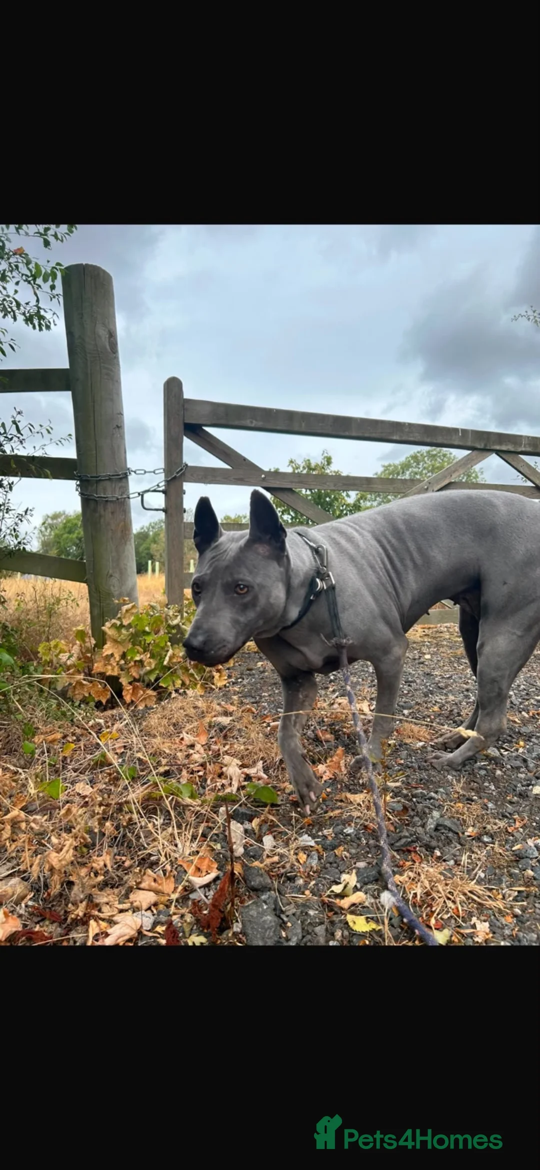 Thai Ridgeback dogs for sale: Our stunning Mai is looking for her forever home!  - Advert 2