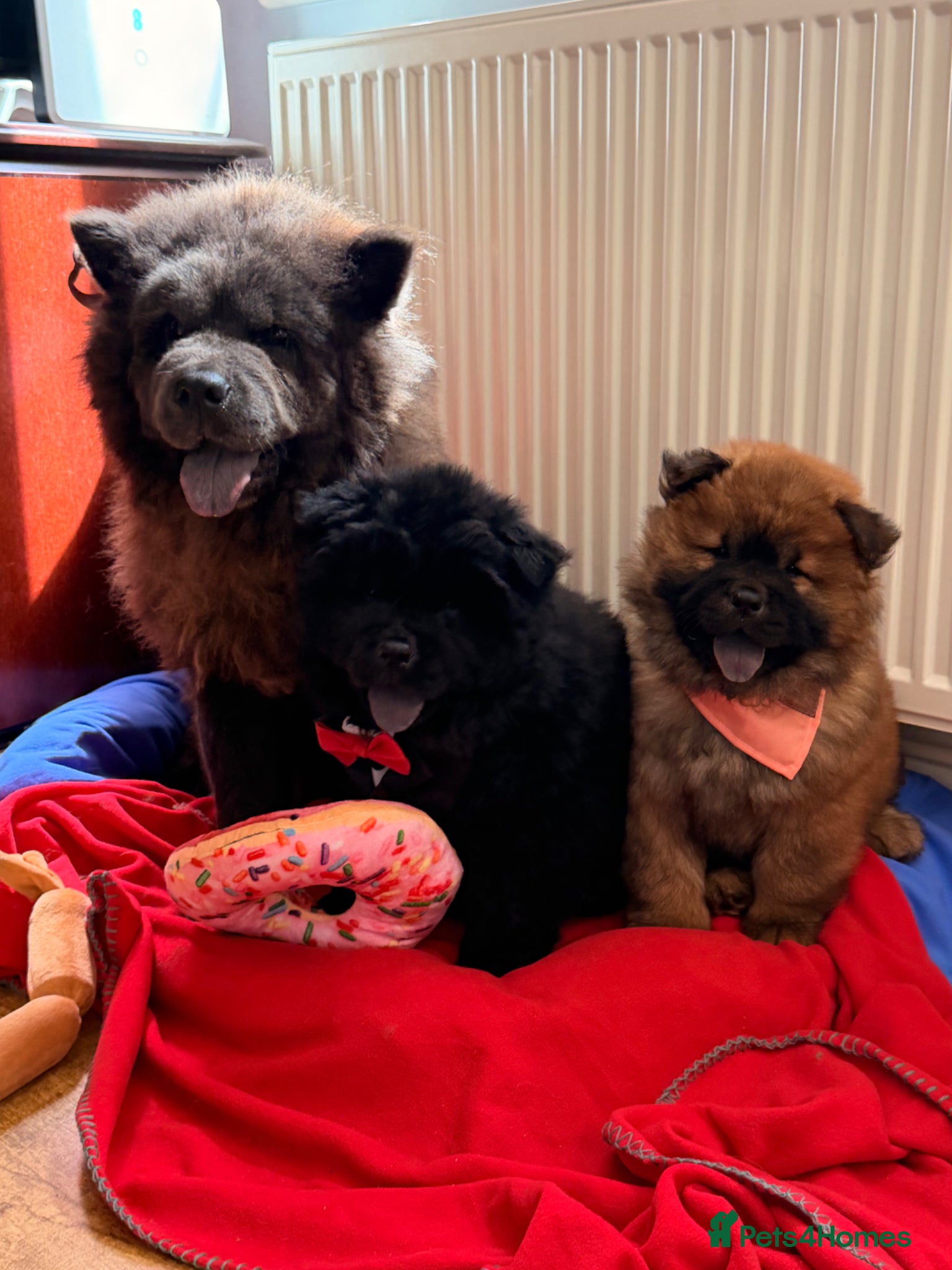 Chow Chow dogs for sale: Fluffy bears ready to go ❤️ in Lampeter - Advert 14