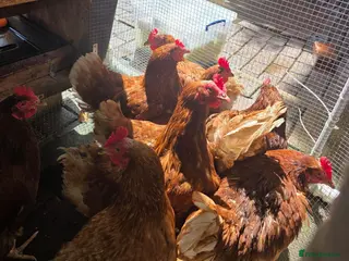Chickens poultry Laying hens - Advert 4