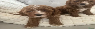 Cavapoo 5