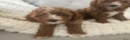 Cavapoo dogs for sale: Stunning  health tested Cavapoo puppies  - Advert 7