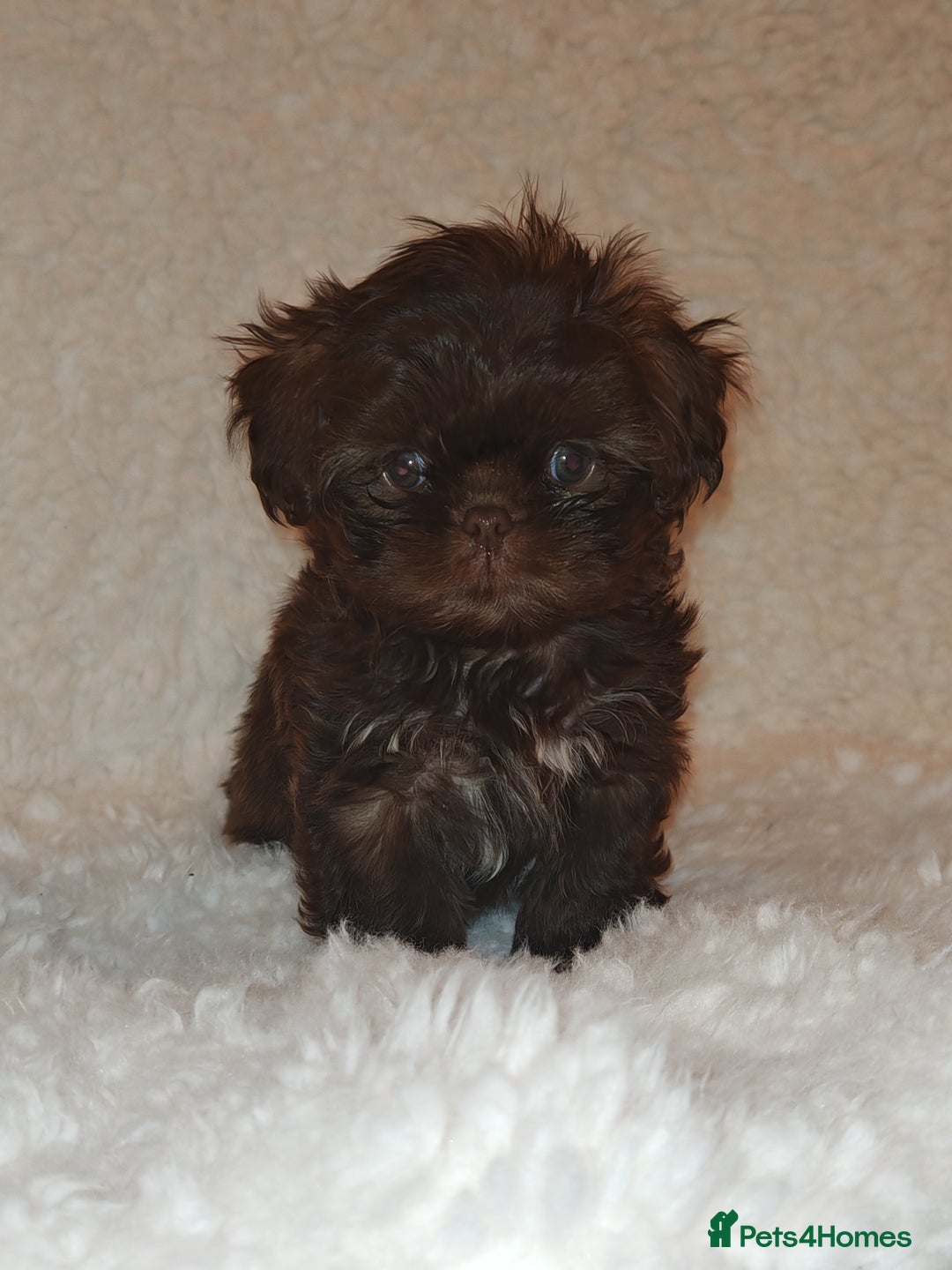 Shih Tzu dogs for sale: Shih Tzu cross Affenpinscher - Advert 2