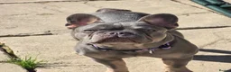 French Bulldog dogs for sale: girl Frenchy for sale - Advert 2