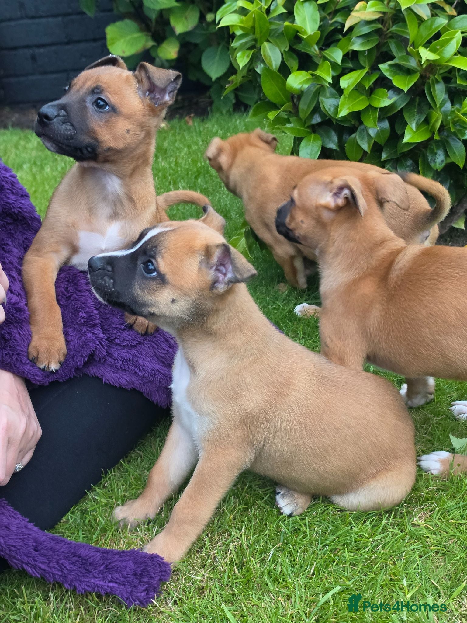 Mixed Breed dogs Belgian mallionas x staffy pups 6 females - Advert 3