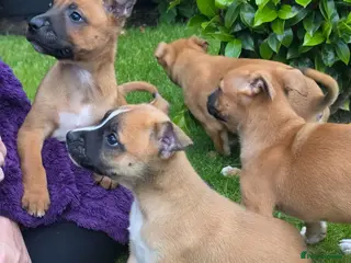 Mixed Breed dogs Belgian mallionas x staffy pups 6 females - Advert 3