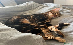 Bengal cats for sale: Marble Bengal Adult Female  - Image 11