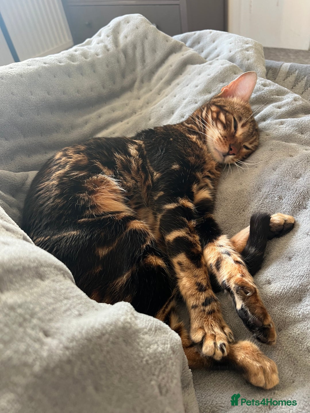 Bengal cats for sale: Marble Bengal Adult Female  - Image 11