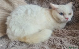 Munchkin cats for sale: Stunning Munchkin in London - Image 17