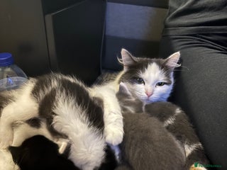 Mixed Breed cats Kittens for sale - Advert 1