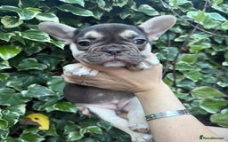 French Bulldog dogs for sale: READY NOW French bulldog puppies for sale - Image 6