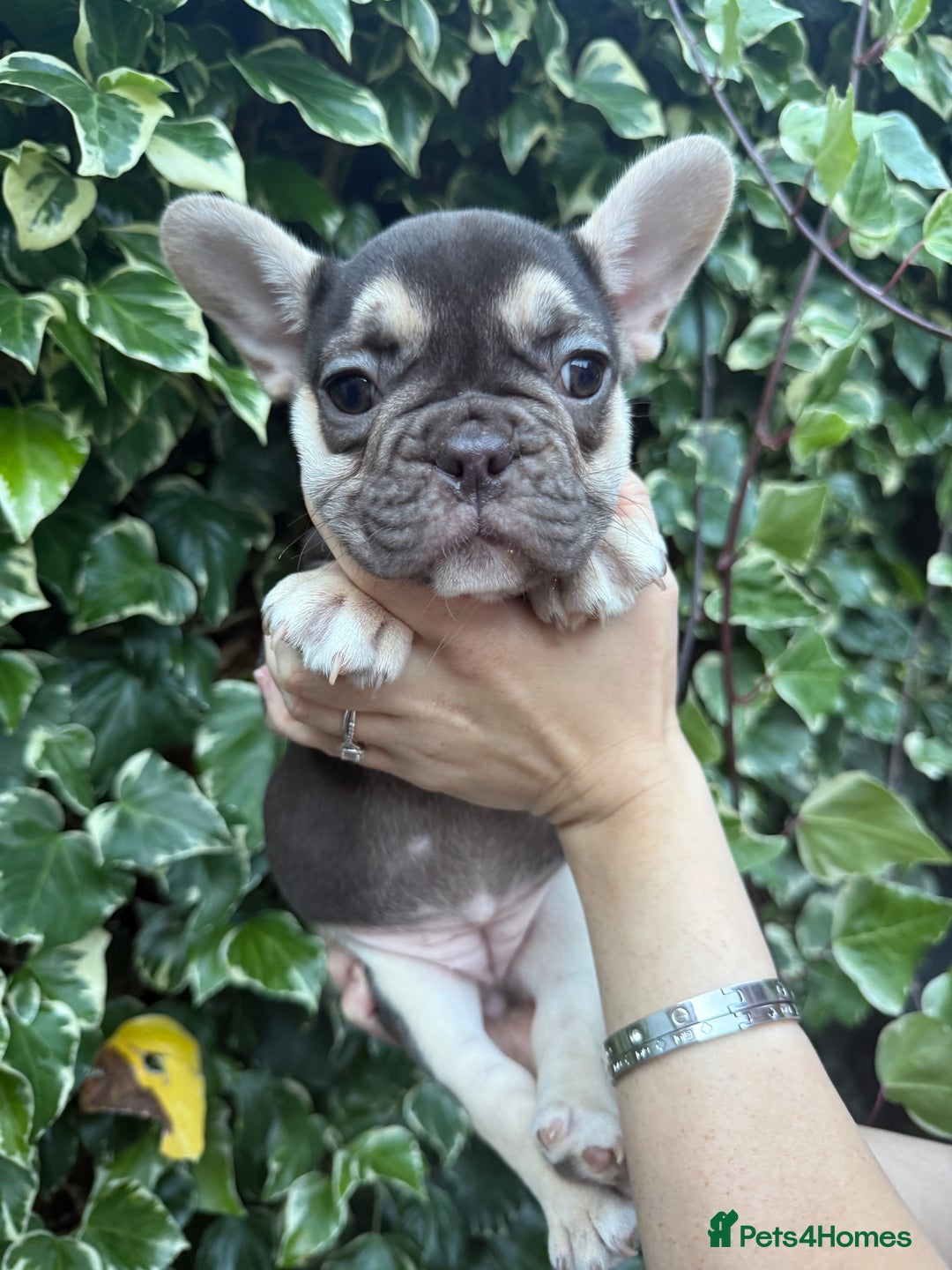 French Bulldog dogs for sale: READY NOW French bulldog puppies for sale - Image 6