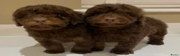 Cockapoo dogs for sale: ** 2 stunning Healthy F1 Cockapoos ** - Advert 9