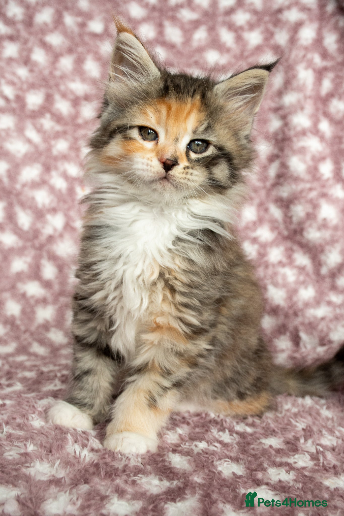 Maine Coon cats Beautiful Maine Coon Kittens - Advert 2