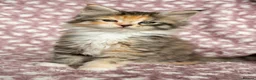 Maine Coon cats for sale: Beautiful Maine Coon Kittens - Advert 9