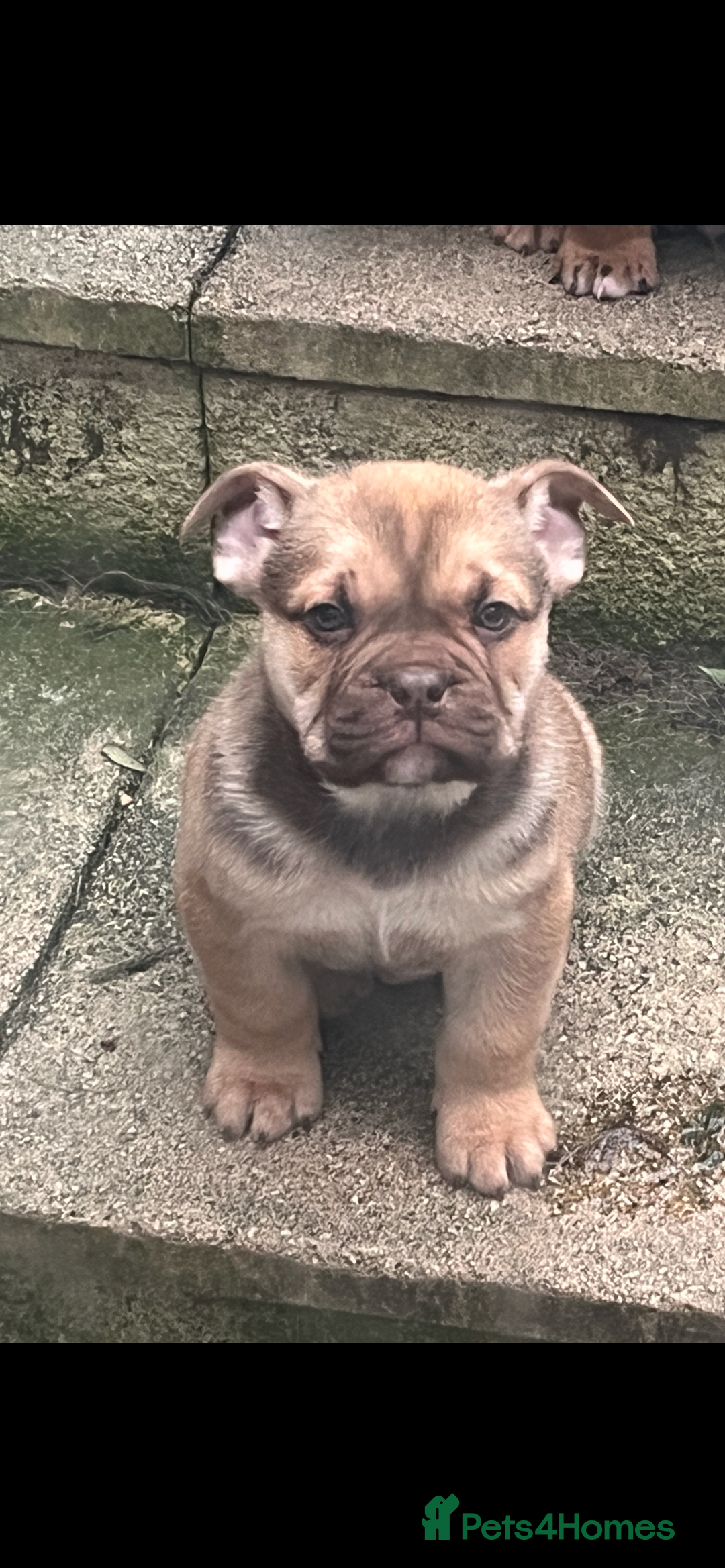 Mixed Breed dogs for sale: 3/4 English bulldog babies  - Image 5