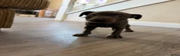 Staffordshire Bull Terrier dogs for sale: 🩷ONE GIRL LEFT KC Registered SBT - Advert 8
