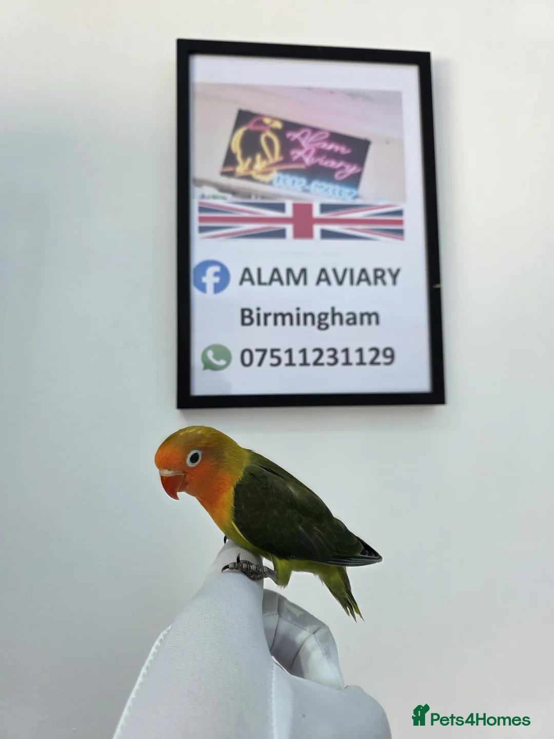 Lovebirds birds for sale: Hand Tame Lovebird various Mutations - Advert 2