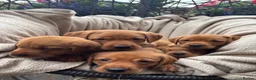 Labrador Retriever dogs for sale: Fox Red Labrador Puppy’s for Sale - Advert 10