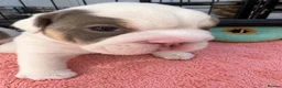 English Bulldog dogs for sale: English bulldog puppies  - Advert 3