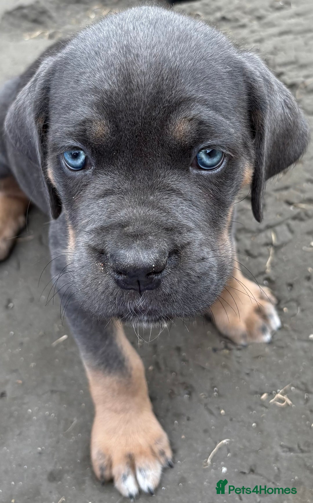 Cane Corso dogs for sale: Beautiful cane Corso puppies  - Image 17