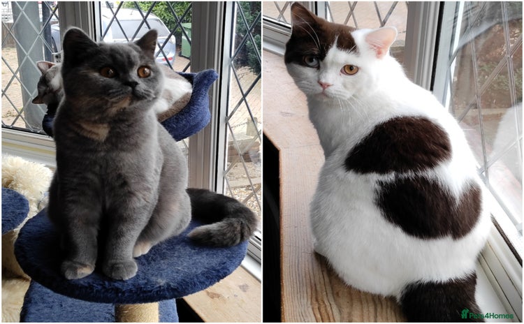 British Shorthair cats - Advert 16