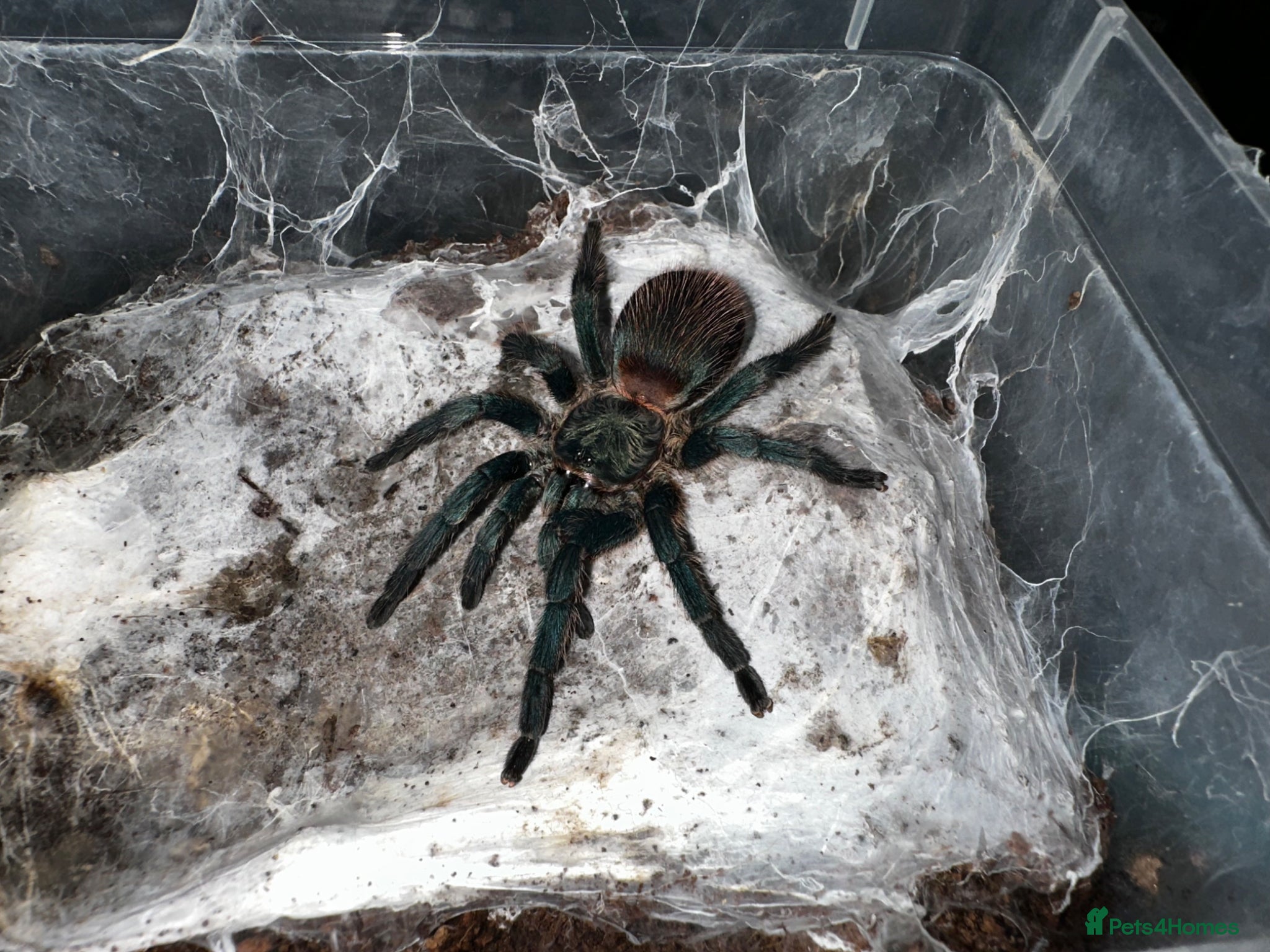 Tarantulas invertebrates Spiders lot for sale  - Advert 2