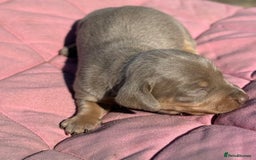 Miniature Dachshund dogs for sale: Miniature dachshund puppy’s ❤️ - Image 7
