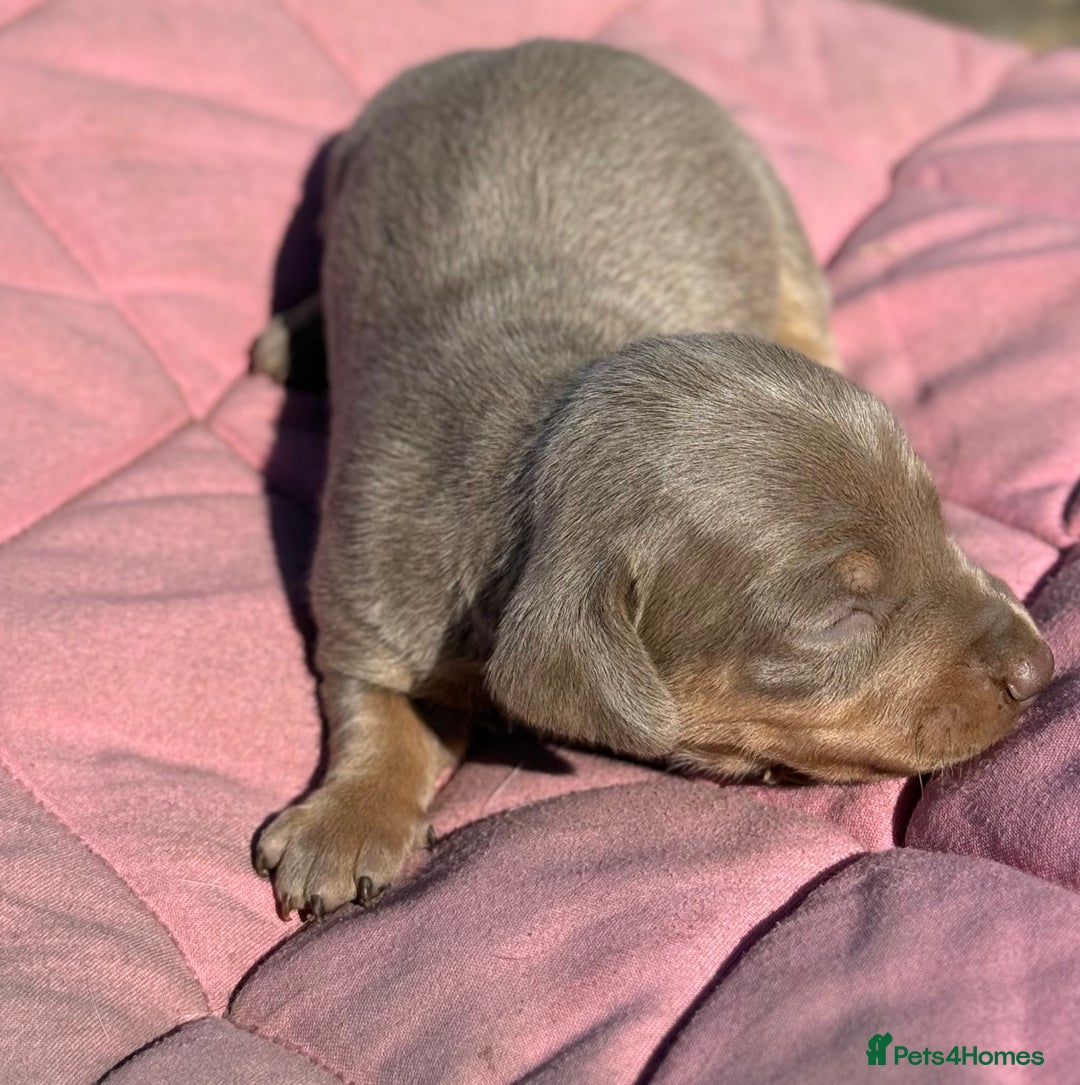 Miniature Dachshund dogs for sale: Miniature dachshund puppy’s ❤️ - Image 7