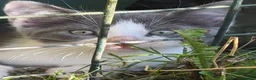 Mixed Breed cats for sale: Gorgeous kittens - Advert 31