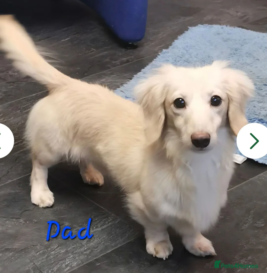 Miniature Dachshund dogs for sale: Kc reg Longhaired Miniature daschund  - Advert 2