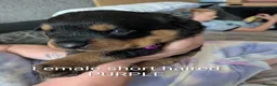 Rottweiler dogs for sale: Long and short hair chunky rotties  - Advert 2