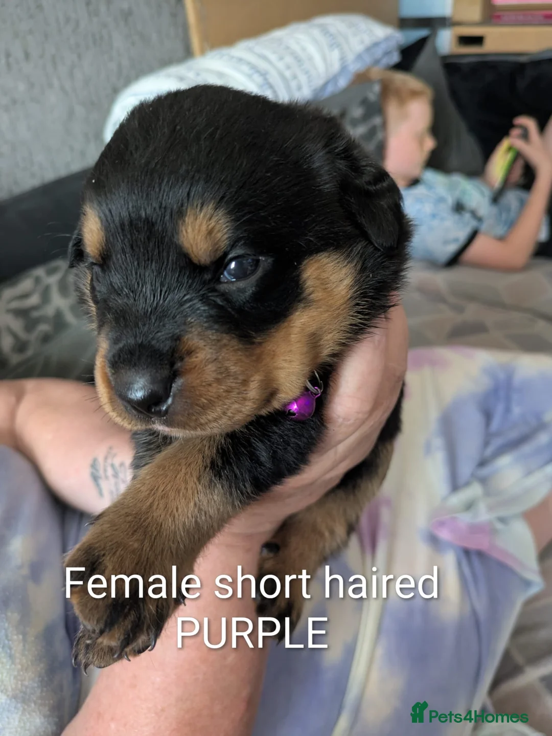 Rottweiler dogs for sale: Long and short hair chunky rotties  - Advert 2