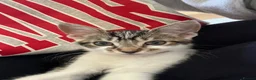 Mixed Breed cats for sale: Muffin - Advert 4