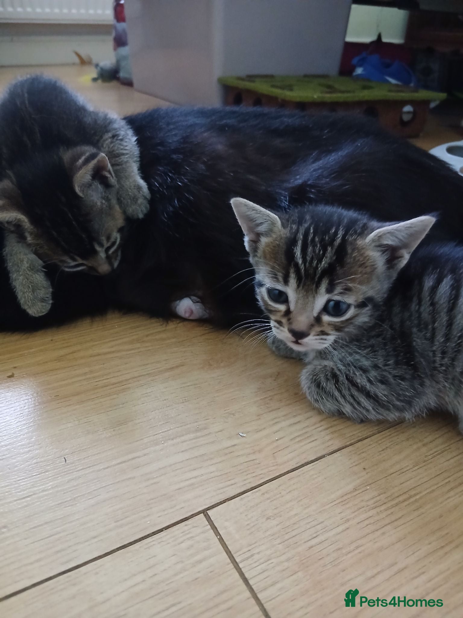 British Shorthair cats 1 boys,6girls - Advert 2