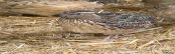 Quail poultry for sale: Coturnix & Golden Quail in Ludlow - Advert 3