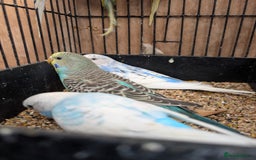 Budgerigars birds for sale: Baby budgies and starter cage  - Image 13