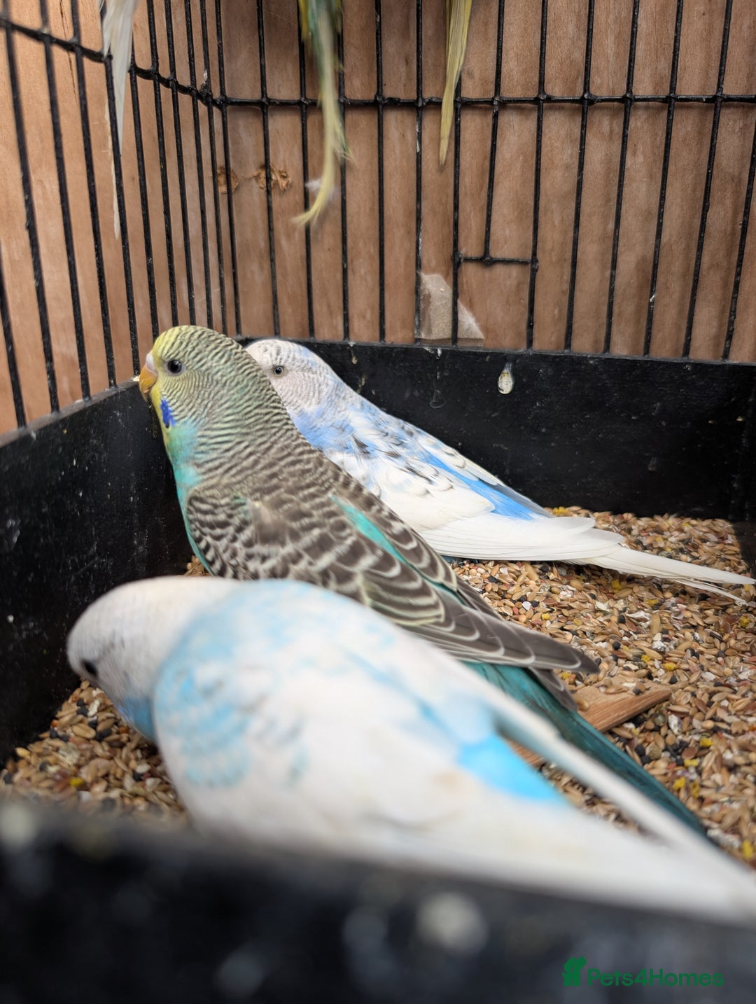 Budgerigars birds for sale: Baby budgies and starter cage  - Image 13