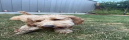 Cockapoo dogs for sale: 1 year old female cockapoo in Hailsham - Advert 5