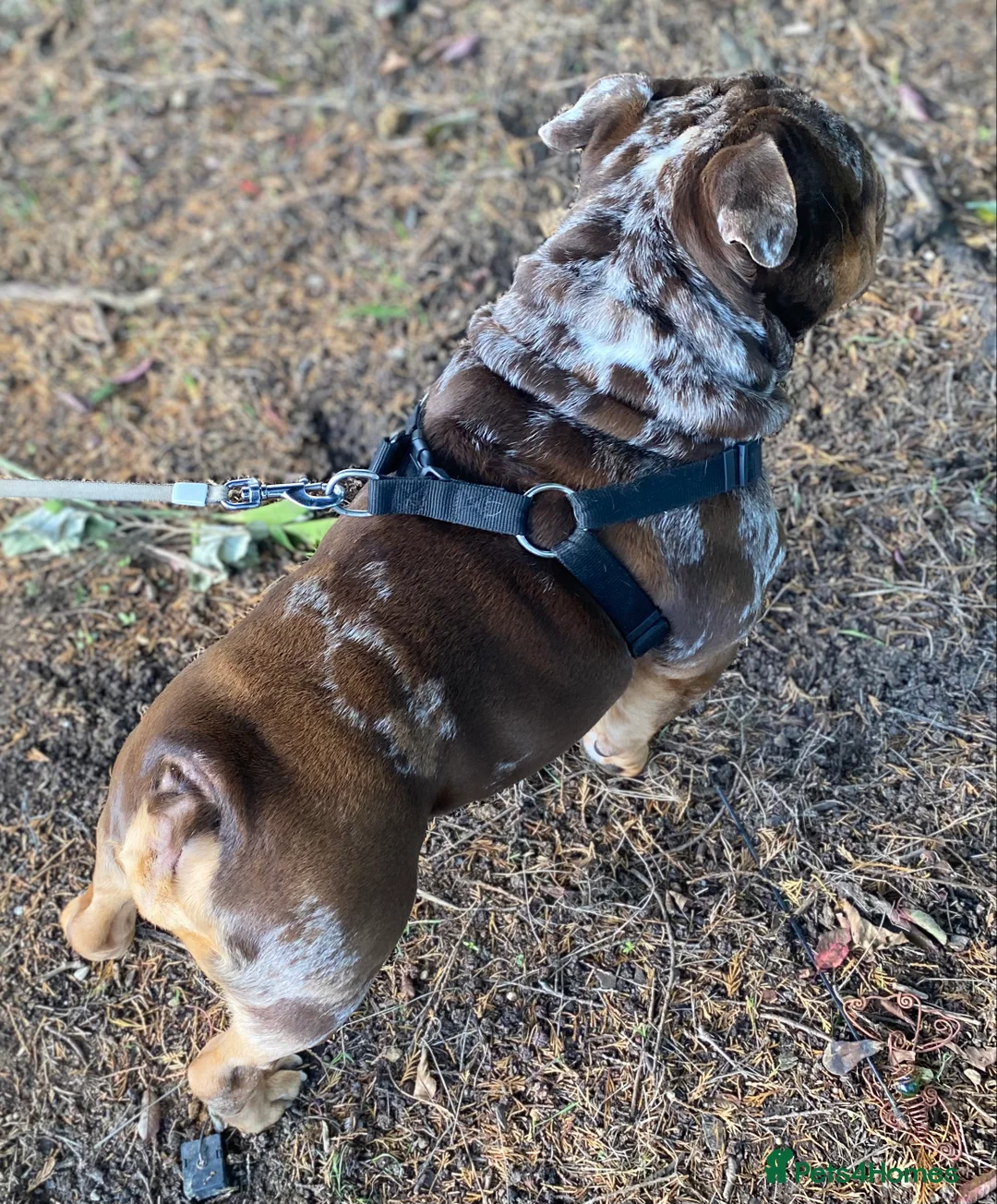 English Bulldog dogs for stud: 💙🍫FRANK🍫💙 in Southampton - Advert 27