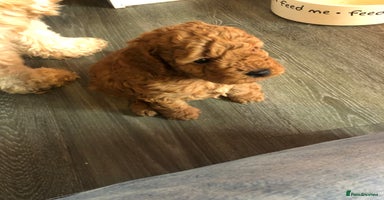 Cockapoo dogs - Advert 9