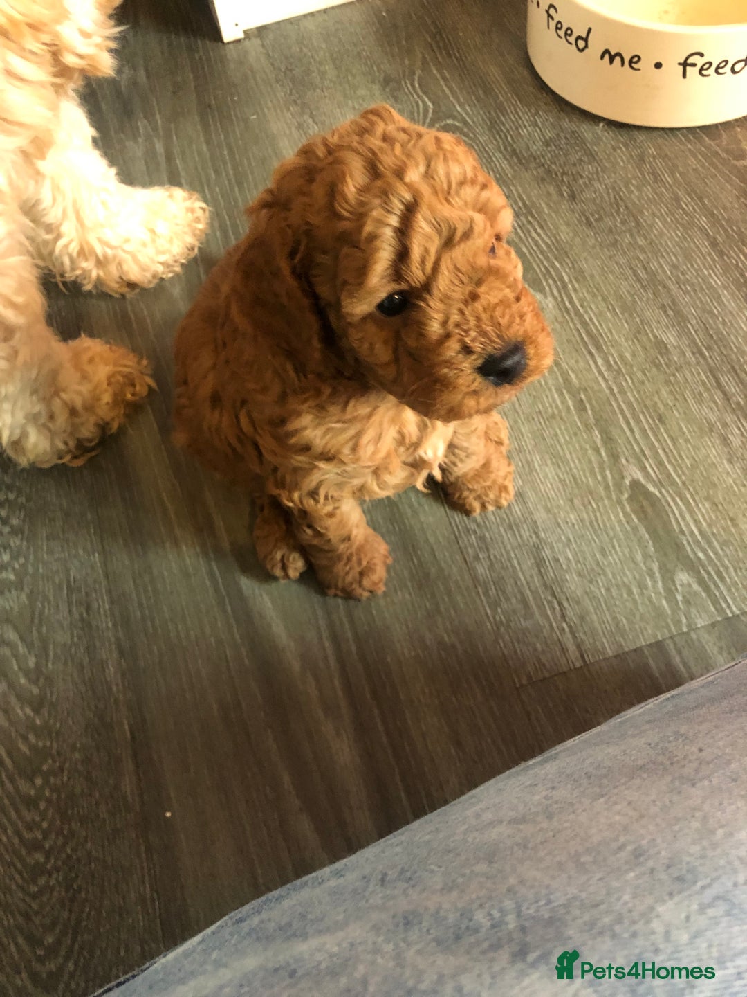 Cockapoo dogs for sale: Stunning cockapoo boys for sale  - Image 2