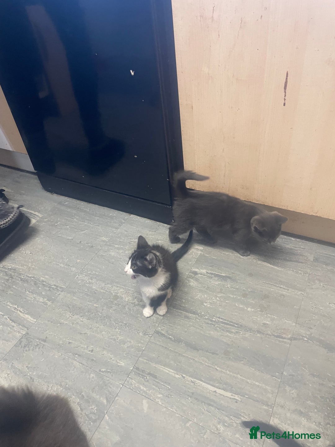 British Shorthair cats for sale: British shorthair kittens - Image 4