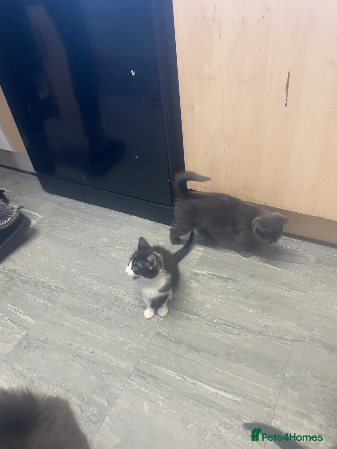 British Shorthair cats for sale: British shorthair kittens - Advert 4