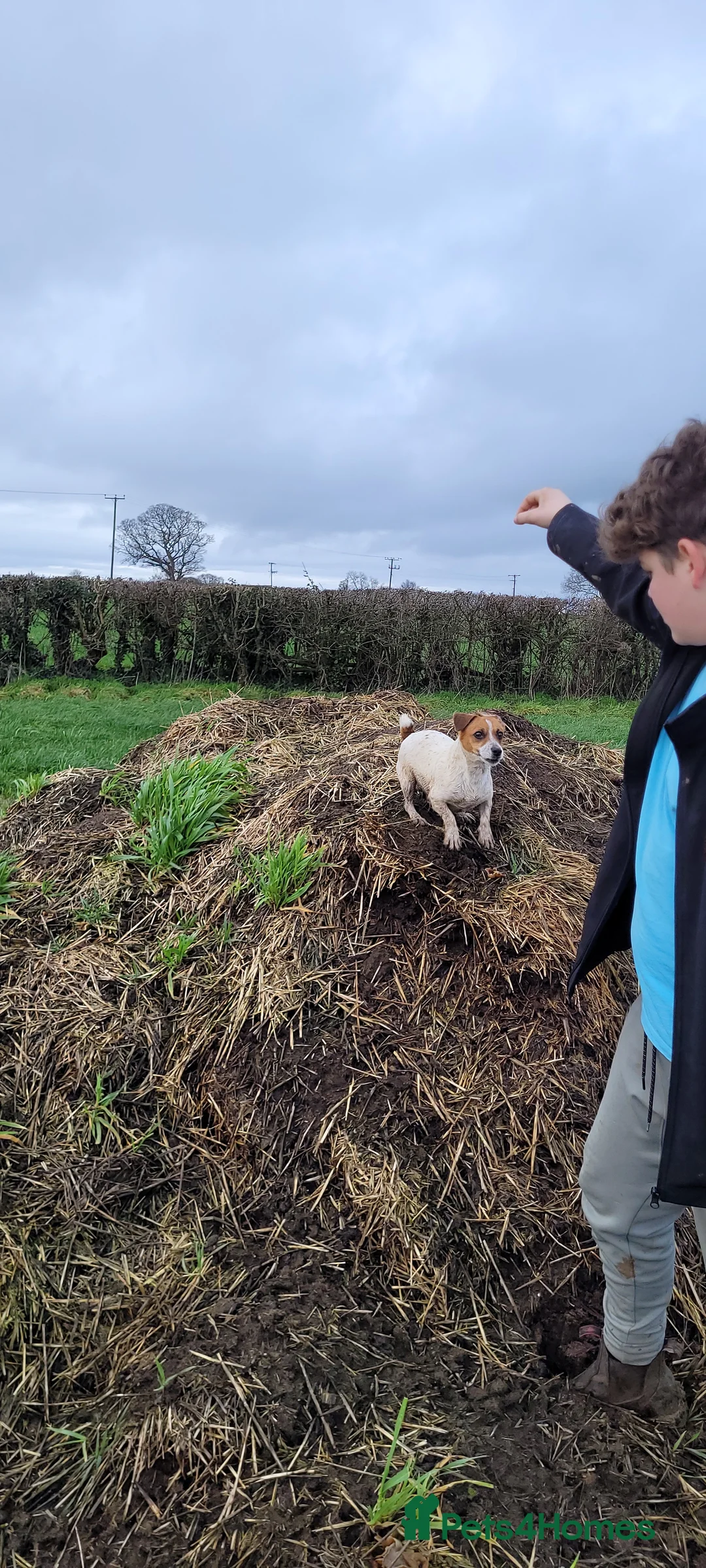 Jack Russell dogs for sale: Old fashioned short legged Jack russel pups!!! - Advert 2