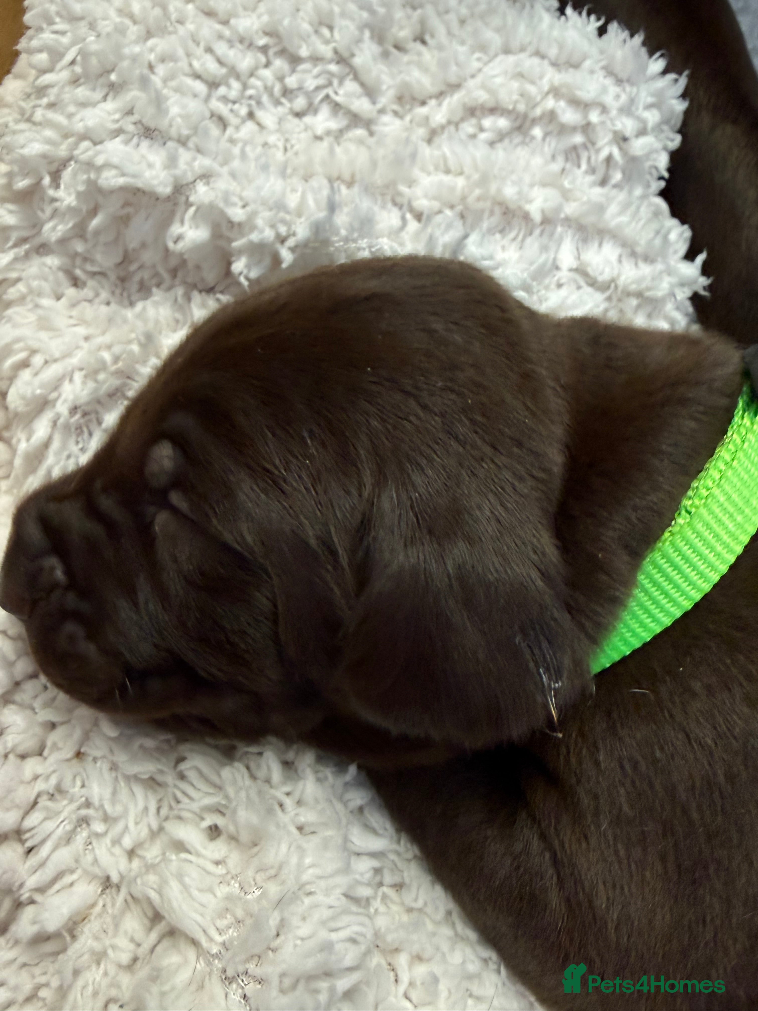 German Shorthaired Pointer dogs KC registered German Shorthaired Pointers - Advert 2