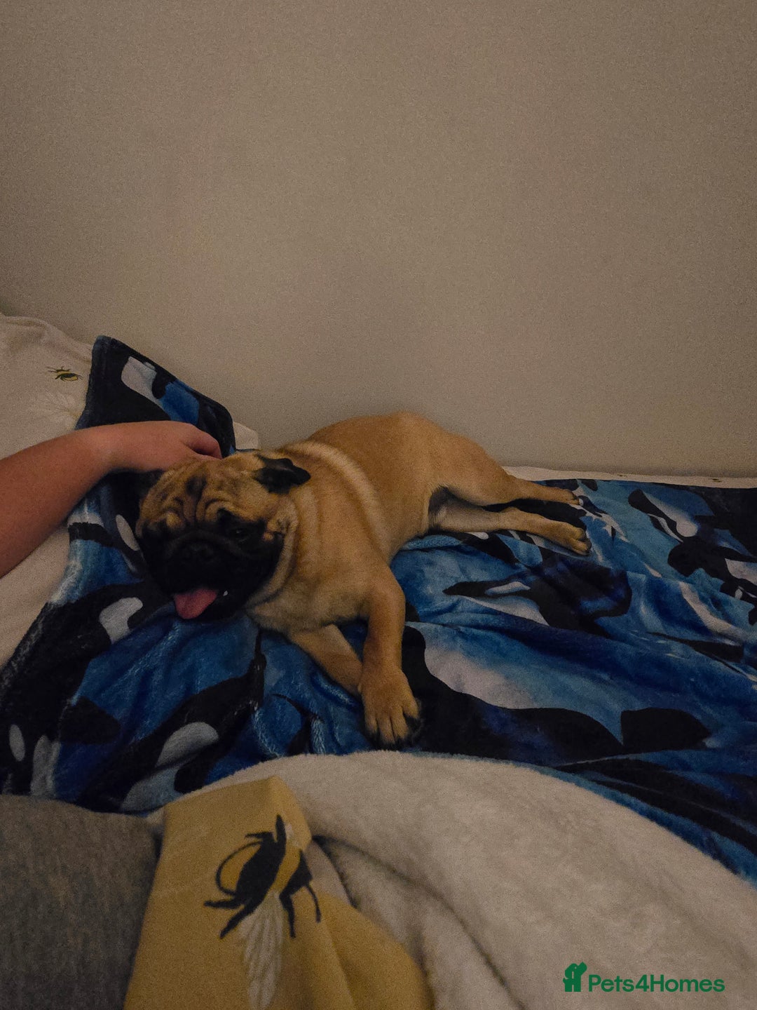Pug dogs for sale: Stunning Apricot KC reg male pug - Image 5