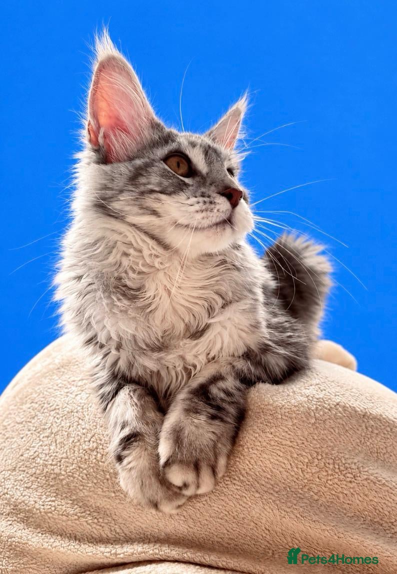 Maine Coon cats 🩷 Stunning Silver Girl she is so cuddly 🩷 - Advert 2