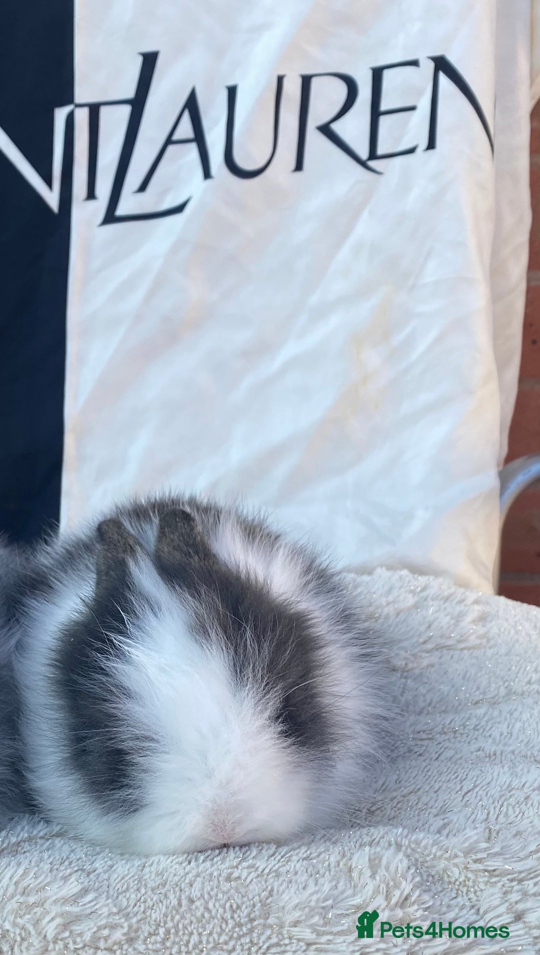 Lionhead rabbits for sale: Female Baby Lionhead Dwarf - Last One 6wks old - Image 3