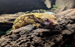 Gecko reptiles for sale: Cream Harley Quinn  - Image 2